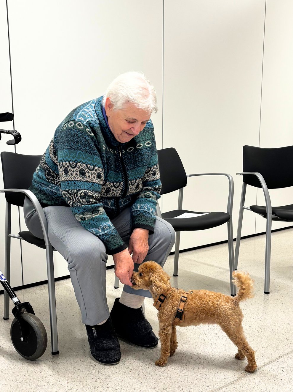 Hundetherapie 
