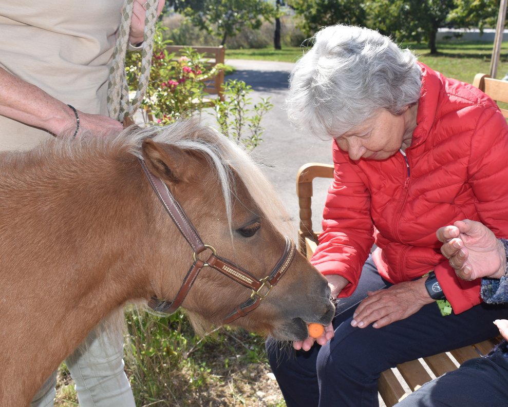 Ponybesuch