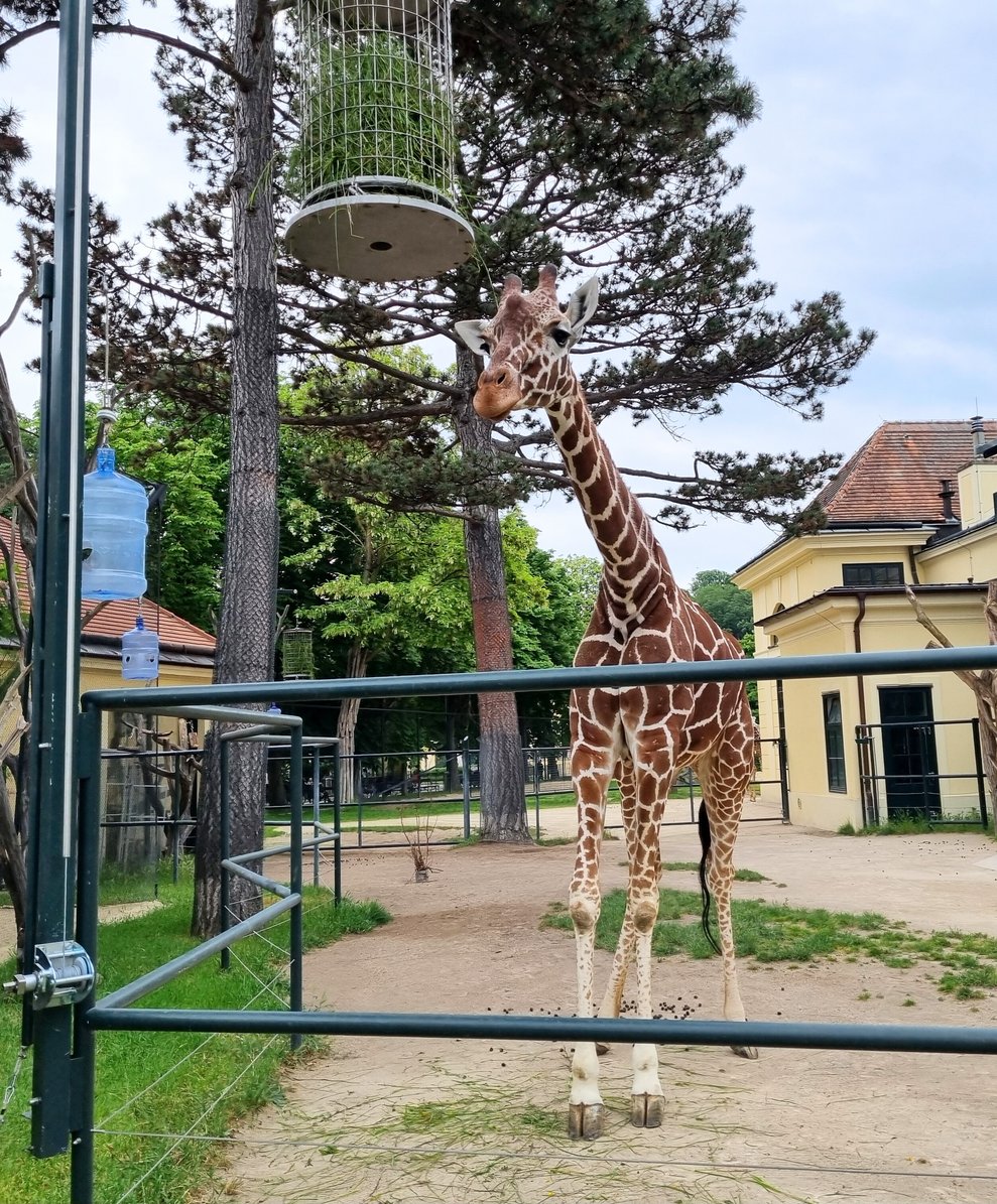 Schönbrunn 